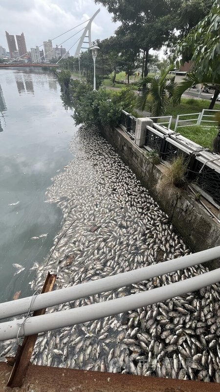 颱風康芮過境，台南運河1日清晨出現大批魚屍浮上水面，市府已緊急派人撈除。中央社記者張榮祥台南攝  113年11月1日