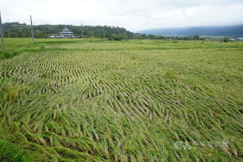 颱風康芮重創花蓮縣中南區，多處稻田的稻穀遭強風吹得倒伏，富里鄉農會粗估鄉內稻米損失恐突破新台幣1億元。中央社記者張祈攝  113年11月2日