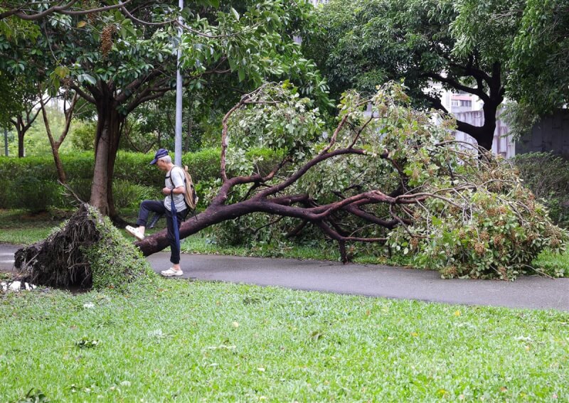 颱風康芮挾強風驟雨襲台，台北大安森林公園內不少樹木不敵強勁風勢倒下，1日下午有民眾跨越倒在地上的樹木。中央社記者謝佳璋攝 113年11月1日