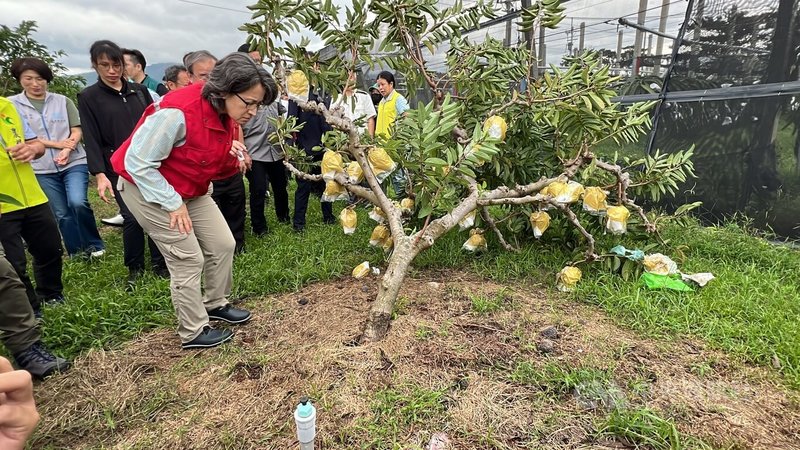 副總統蕭美琴（前左）2日到台東勘查釋迦災情，農民建議政府恢復補助釋迦樹設鐵條支撐及免勘救助，副總統也指示農政單位綜合考量。中央社記者盧太城台東攝 113年11月2日