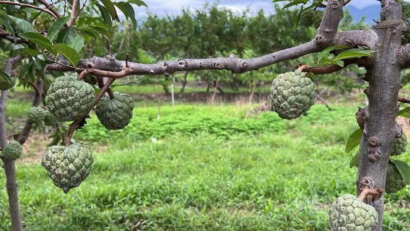 颱風康芮造成台東嚴重農損，根據農糧署初步統計，台東縣損害面積410公頃，損失金額新台幣3621萬元，受損作物以番荔枝（釋迦）（圖）、香蕉、柑橘、柿、薑較嚴重。中央社記者盧太城台東攝 113年11月2日