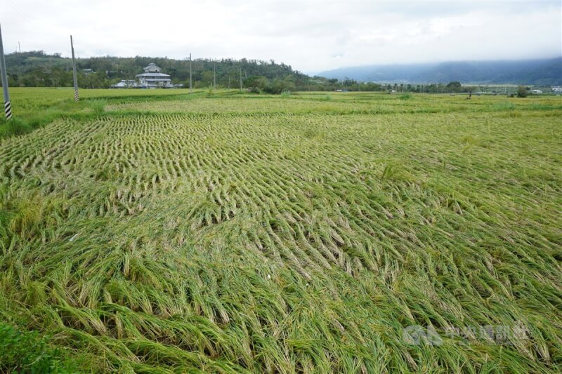 颱風康芮重創花蓮縣中南區，多處稻田的稻穀遭強風吹得倒伏，富里鄉農會粗估鄉內稻米損失恐突破新台幣1億元。中央社記者張祈攝 113年11月2日