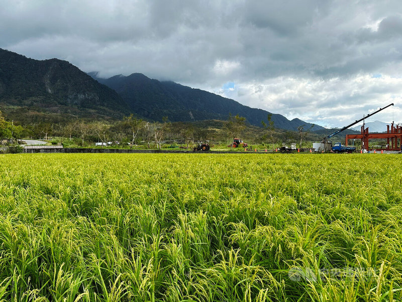 花蓮縣富里鄉羅山村為全台第一個有機村,有機稻米香Q好吃被日本人認證,將在日本東京百貨公司上架。圖為羅山村稻田景色。中央社記者李先鳳攝 113年11月4日