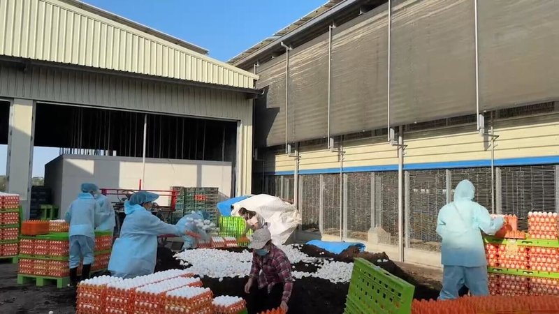 嘉義縣朴子市一蛋雞場10月31日確診H5N1亞型高病原性禽流感,已由嘉義縣家畜疾病防治所執行撲殺蛋雞,並銷毀約12萬顆蛋。(嘉義縣家畜疾病防治所提供)中央社記者蔡智明傳真 113年11月4日