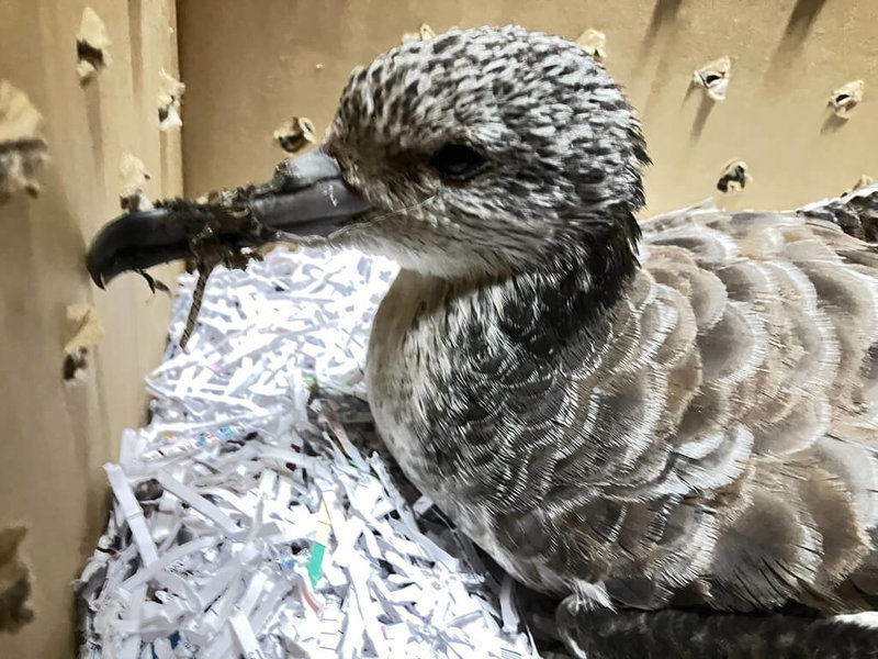 國立暨南國際大學附屬高中教師4日在地下停車場發現1隻大水薙鳥，緊急送至農業部生物多樣性研究所野生動物急救站救治，考量目前大水薙鳥較虛弱，照顧後將再評估海邊野放。（暨大附中提供）中央社記者蕭博陽南投縣傳真  113年11月5日