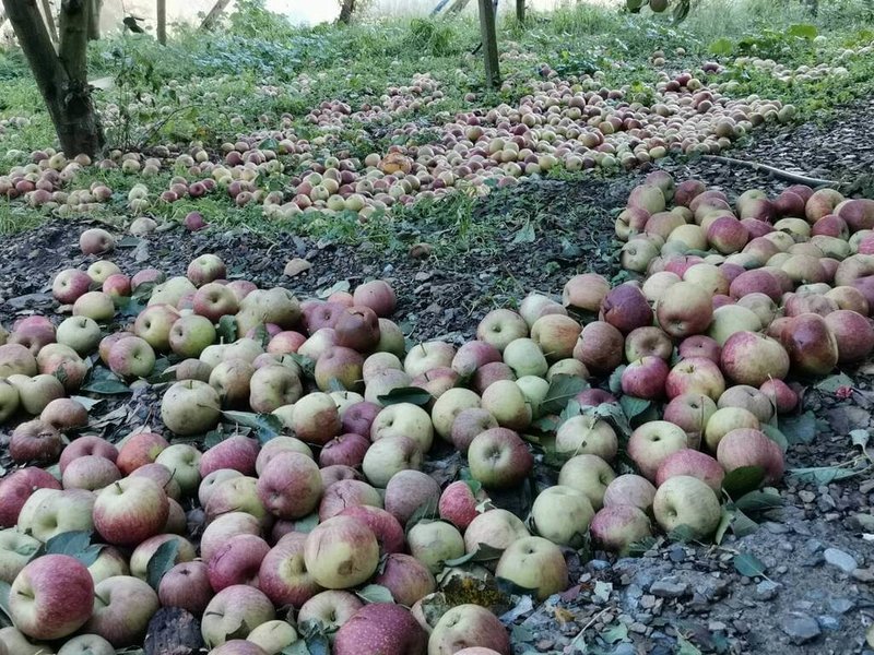 颱風康芮造成台中市梨山地區甜柿、蜜蘋果等落果嚴重，台中市政府統計損失逾新台幣2.8億元。圖為掉落一地的蜜蘋果。（古秀英提供）中央社記者趙麗妍傳真  113年11月5日