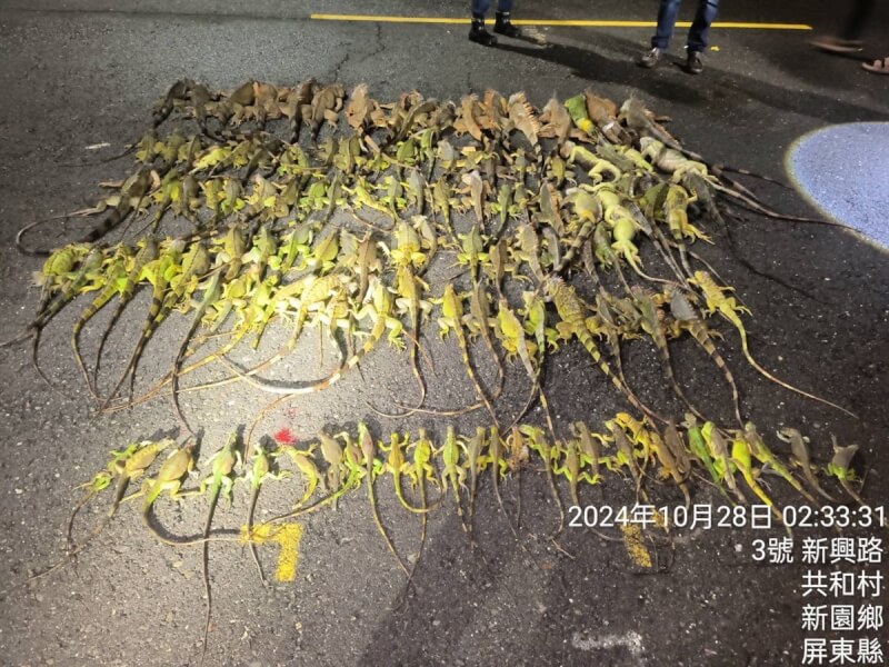 依屏東縣政府農業處數據,2024年截至11月4日已移除2萬7468隻綠鬣蜥,適逢紅豆、毛豆等農作物種植季節,農民反映幼苗遭啃食,縣府10月起也針對萬丹、新園地區啟動「夜間巡捕 守護農民」專案。(屏東縣政府提供)中央社記者黃郁菁傳真 113年11月7日