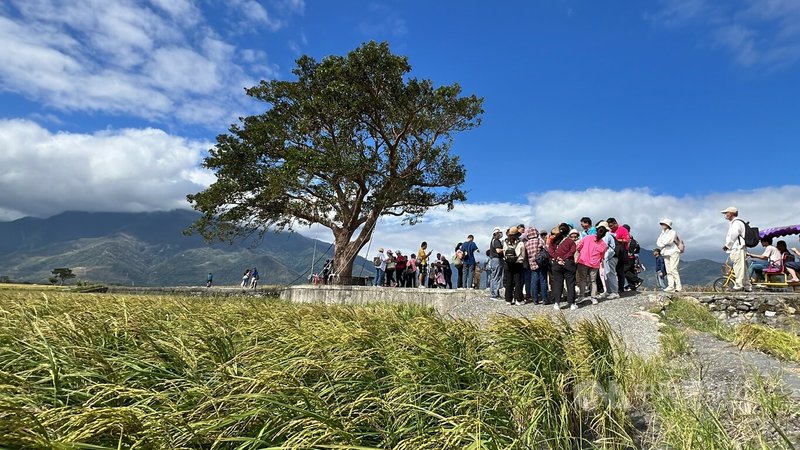 颱風康芮日前挾強風豪雨直撲台東，許多樹木遭連根拔起，不過池上金城武樹（圖）等4棵高人氣樹木成功挺過強風，將持續屹立，只是枝葉變得稀疏。中央社記者盧太城台東攝  113年11月7日