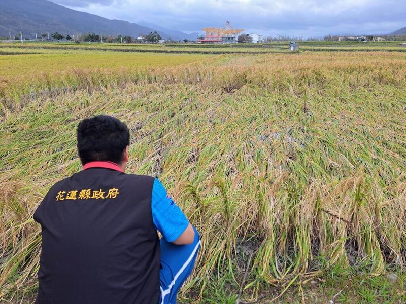 颱風康芮造成花蓮農損嚴重，為加快公所勘查災情速度及效率，協助受災農友及早復耕復建，農業部公告壽豐鄉等7鄉鎮的稻米等農作物勘災簡化。圖為倒伏稻作災害情形。（花蓮縣政府提供）中央社記者李先鳳傳真  113年11月13日