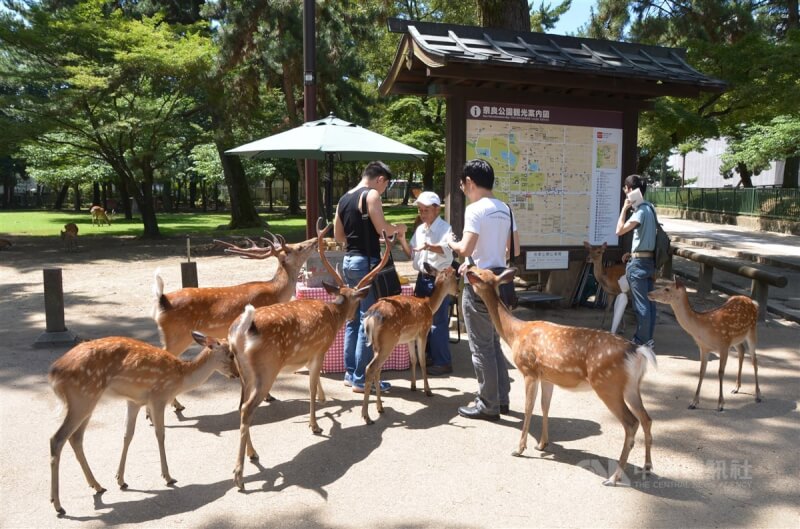 圖為奈良公園觀光客買鹿餅餵鹿。（中央社檔案照片）