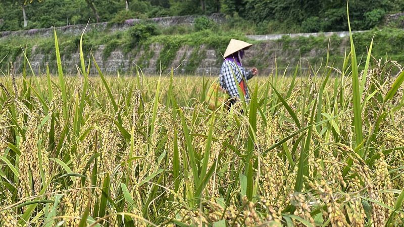 颱風天兔恐影響台東，台東區農改場呼籲農友強化防颱措施並注意焚風發生。圖為農民14日上午把握好天氣搶收農作物。中央社記者盧太城台東攝  113年11月14日