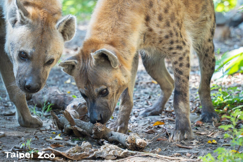 台北市動物園指出，斑點鬣狗下顎咬合力量大，可以輕易咬碎獵物骨骼。（圖取自台北市動物園網頁zoo.gov.taipei）