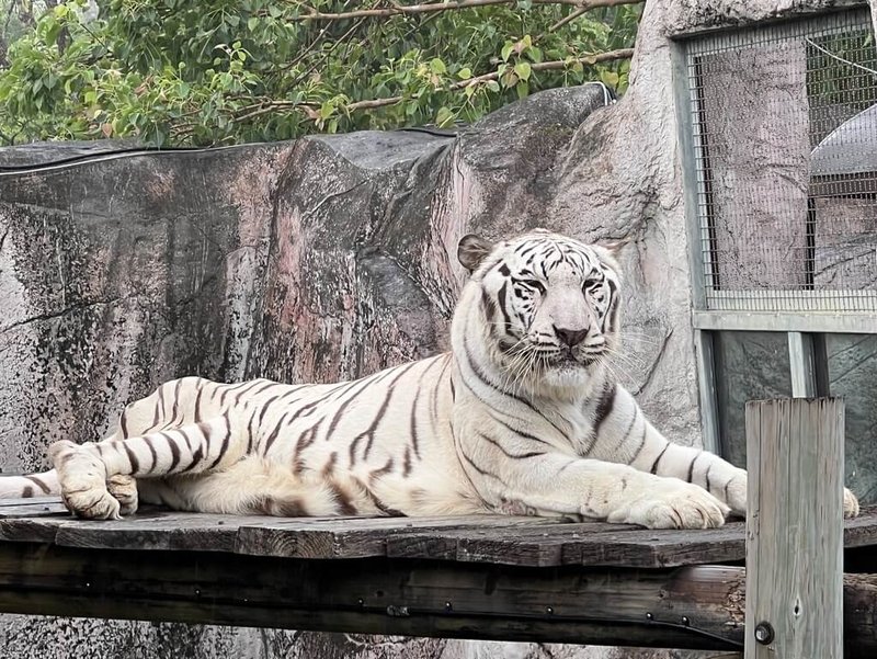 高雄市壽山動物園19日表示，進入秋季，少了夏季的酷熱，動物們紛紛表現出豐富姿態。圖為最愛享受微風、毛雨和陰涼天氣的白老虎「昭海」。（高雄市觀光局提供）中央社記者蔡孟妤傳真  113年11月19日