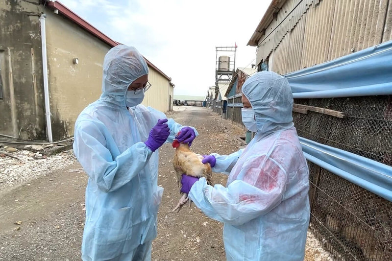 台南市動物防疫保護處執行禽流感強化防疫措施，持續派員至養禽場進行生物安全查核。（台南市政府提供）中央社記者楊思瑞台南傳真  113年11月20日