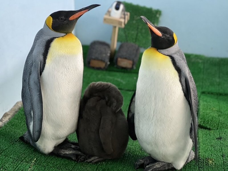 台北市立動物園借殖至桃園Xpark水族館的國王企鵝「嘟胖」（右）順利孵出寶寶，館方也舉辦命名活動，吸引不少網友發揮創意取名。左為國王企鵝爸爸「烏龍茶」。（台北市立動物園提供）中央社記者陳怡璇傳真 113年11月23日