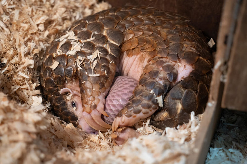 台北市立動物園25日表示，園內救傷收容的2隻穿山甲「穿莓」及「生多」各自產下寶寶，2隻新生兒都健康成長，邀請民眾一起票選命名。（台北市立動物園提供）中央社記者陳昱婷傳真  113年11月25日