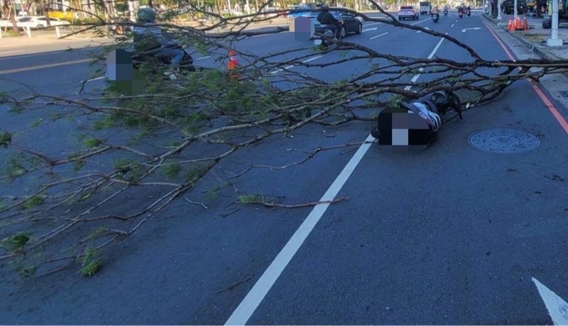 高雄潘姓男子26日上午騎機車行經高雄市新興區1處路口，疑遭被強風吹倒的路樹嚇到，反應不及自摔，導致肢體擦挫傷，意識清醒無大礙，由救護人員送醫治療。（高市新興警分局提供）中央社記者洪學廣傳真  113年11月26日