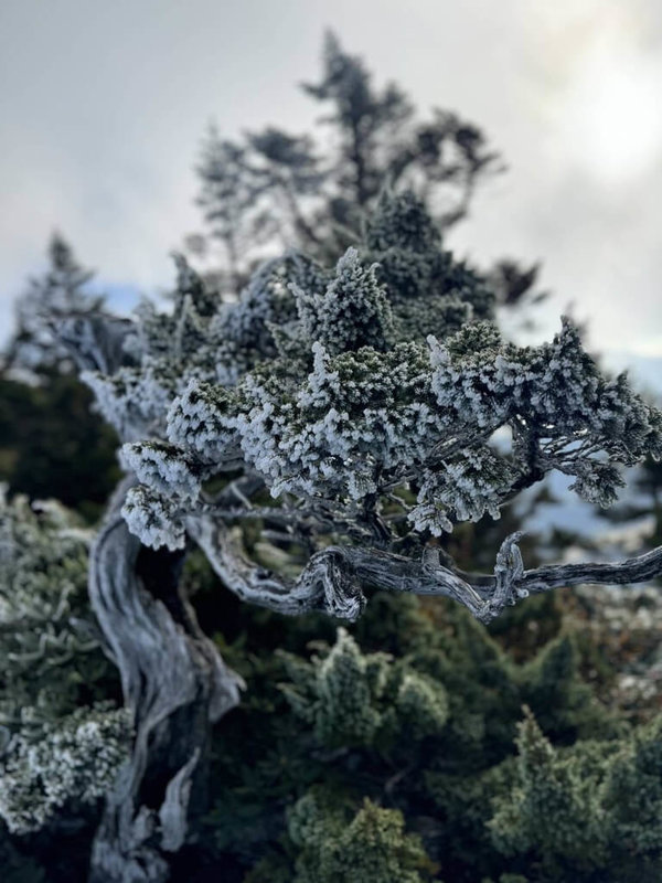 雪霸國家公園山區近日有結霜情形並伴隨強陣風，雪管處提醒，園區多為高海拔環境，越靠近山頂或稜線處，「風寒效應」影響程度越高，呼籲登山民眾備妥足夠禦寒衣物以應付寒冷環境。（雪管處提供）中央社記者魯鋼駿傳真  113年11月28日