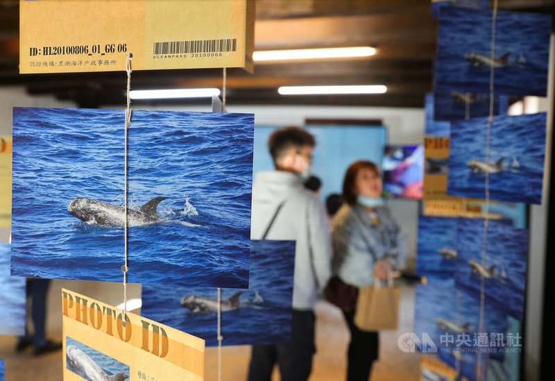 黑潮海洋文教基金會30日起在台北剝皮寮歷史街區舉辦展覽「尋找.海洋綠洲」,邀請各領域藝術家透過攝影作品、聲音、互動裝置等方式參展,盼引領民眾共同關心海洋環境、認識鯨豚保育的重要性。中央社記者謝佳璋攝 113年11月30日