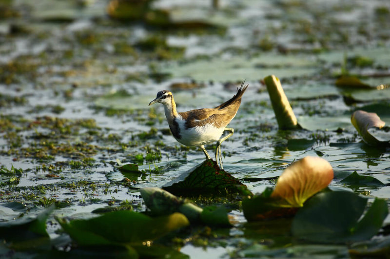 水雉生態教育園區與台南市野鳥學會等單位1日進行台南冬季水雉數量大調查，共記錄到3030隻，較112年小幅增加148隻。（水雉生態教育園區提供）中央社記者楊思瑞台南傳真  113年12月1日