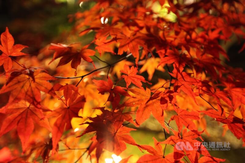 溫暖天氣讓日本今年秋葉季延後登場。（中央社檔案照片）