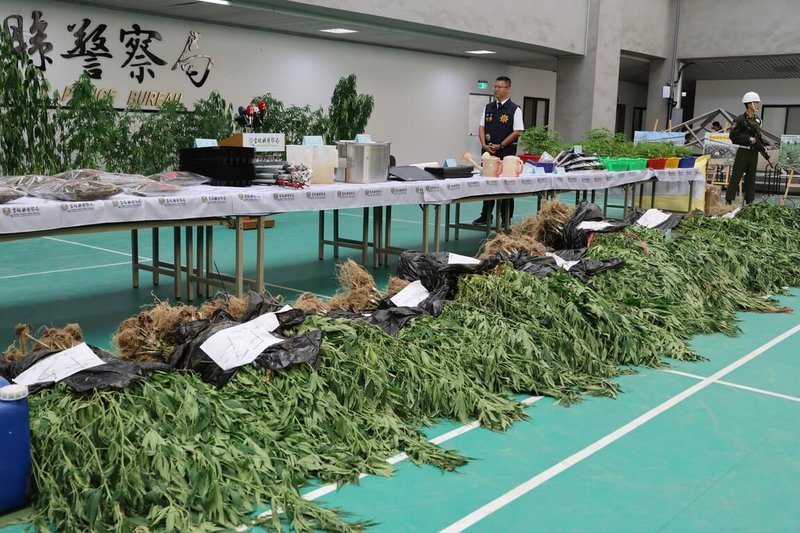 雲林縣檢警4日宣布破獲位於台南山區約3甲地大麻植栽溫室及製造工廠，查扣大麻植株、大麻花及成品，初估市值超過新台幣10億元。（雲林縣政府提供）中央社記者蔡智明傳真 113年12月4日