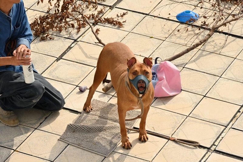 新竹縣動物保護防疫所日前收容咬傷飼主友人致死的比特犬，因具攻擊性近3年來安置於犬籠中，經訓犬師訓練半年可適應戴口罩，能出籠散步，將續尋代養處所。（新竹縣政府提供）中央社記者郭宣彣傳真  113年12月5日