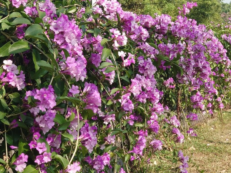 彰化縣彰化市日月山景休閒農場可愛動物區內的蒜香藤近日盛開，花穗垂掛枝頭，宛如紫色瀑布，由於花期僅約1週，欲賞花民眾要把握機會。（米諾斯提供）中央社記者鄭維真傳真  113年12月6日