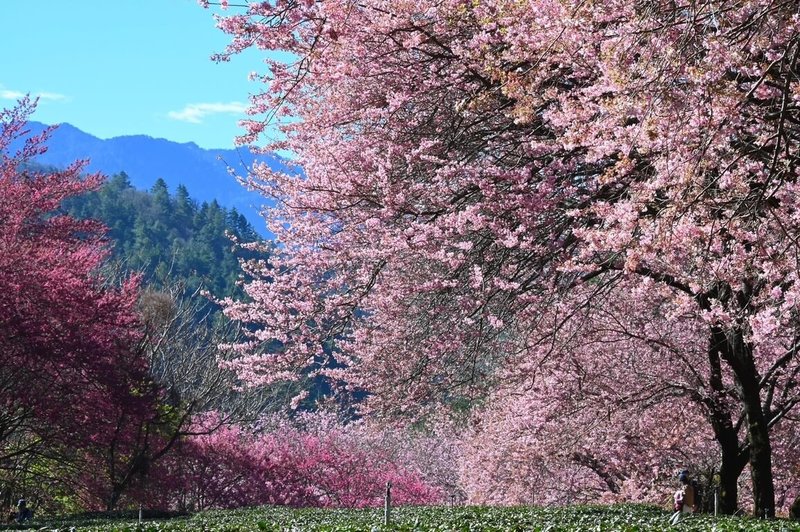 武陵農場114年櫻花季管制期原本從2月10日到23日為止，由於2月8日到9日是寒假尾聲，因此決定將櫻花季管制期提前至114年2月8日開始。（武陵農場提供）中央社記者郝雪卿傳真  113年12月6日