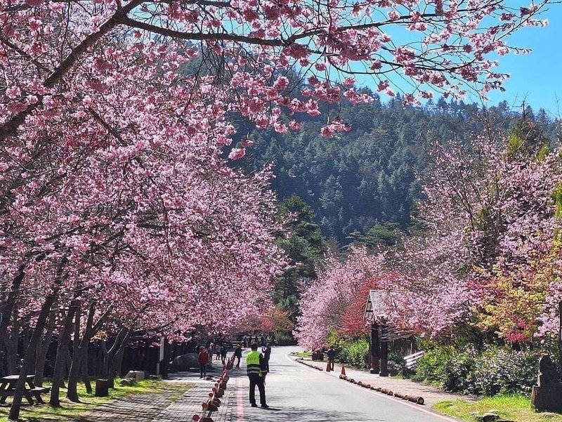 雪霸國家公園管理處9日表示，配合武陵櫻花季交通疏運，對入園登山車輛實施管制措施，113年櫻花季期間有28人假藉申請多日登山取得車輛通行證，卻行賞花之便，遭停權（不予許可入園）3年處分。（雪霸處提供）中央社記者管瑞平傳真  113年12月9日