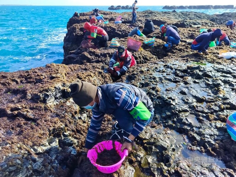 澎湖海域11日難得風浪稍歇，赤崁龍德宮管理委員會開放姑婆嶼採摘紫菜，近300人前往採摘紫菜，為自己賺進第一筆春節紅包。中央社  113年12月11日