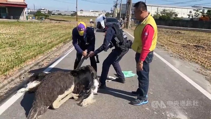 台中市烏日區12日被發現有隻鴕鳥逛大街,且占據道路、影響交通,溪南派出所獲報後除派員處理外,也通知飼主前往處理,警方後續依違反道交條例對飼主開單告發。(翻攝照片)中央社記者蘇木春傳真 113年12月12日