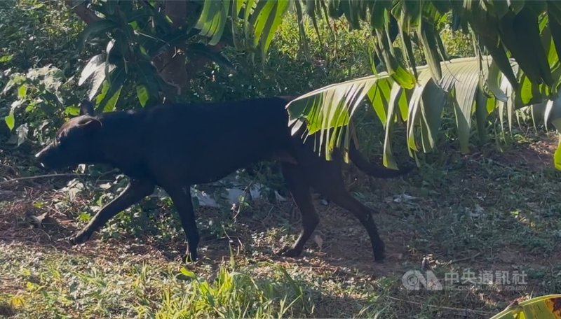 新竹縣1隻黑狗外出遊蕩撿回人頭骨，飼主嚇得報警，檢警後續又發現無名屍骨，經比對確認是同一男性，也找到男子母親認屍。中央社記者郭宣彣攝  113年12月17日