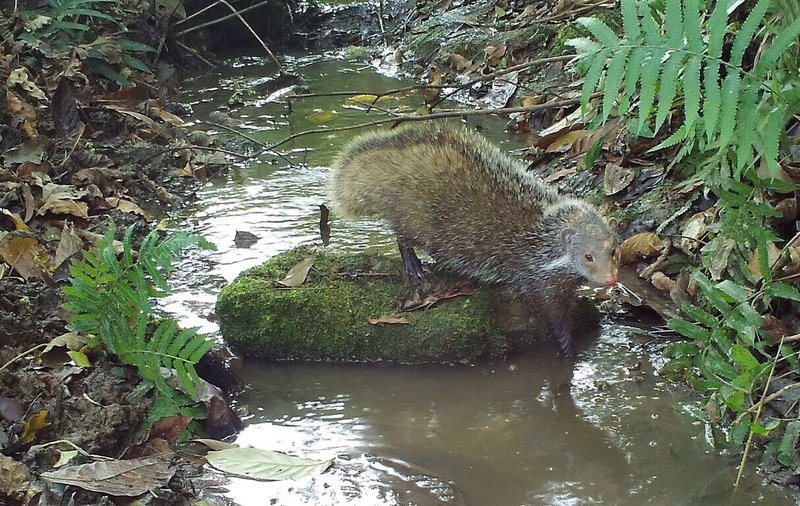 保育類動物食蟹獴，因喜歡捕食蝦蟹類，被稱為「螃蟹獵人」，是溪流生態系重要指標物種；日前出現在阿里山鄉山美村竹林，由鄒族獵人拍攝到食蟹獴可愛模樣。（林業署嘉義分署提供）中央社記者黃國芳傳真 113年12月18日