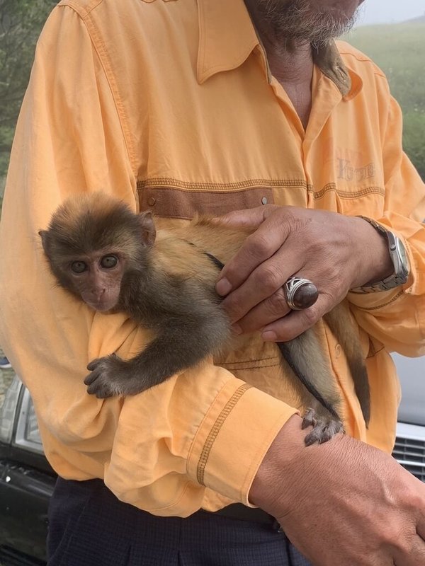 台東縣政府呼籲民眾，台灣獼猴雖已不是保育類，但野生動物均不得飼養及繁殖，以免觸法。（台東縣政府提供）中央社記者盧太城台東傳真  113年12月18日