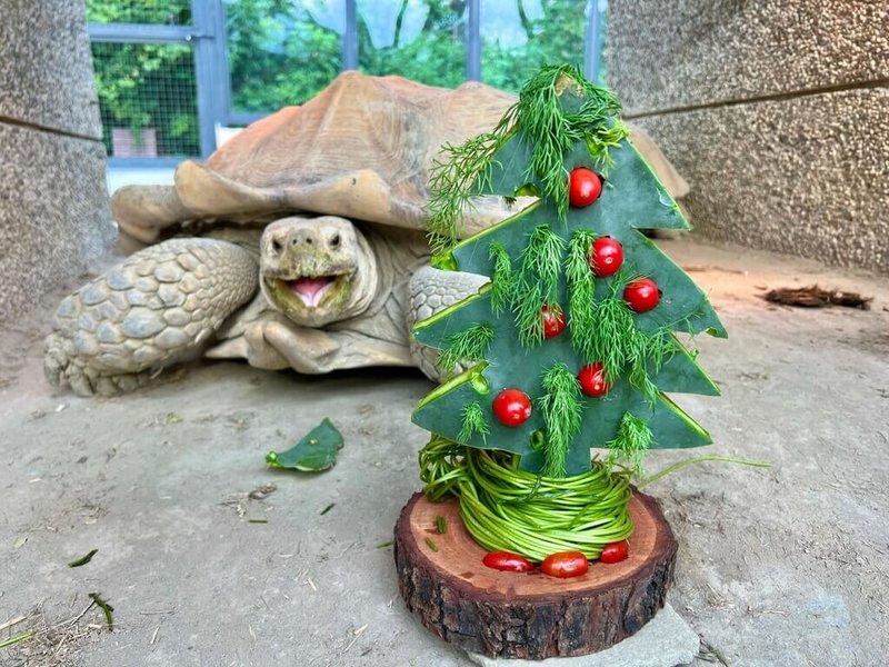 耶誕節即將來臨，高雄壽山動物園為蘇卡達象龜準備以仙人掌切成樹狀，再用小番茄點綴而成的迷你耶誕樹。（高雄市觀光局提供）中央社記者蔡孟妤傳真  113年12月23日