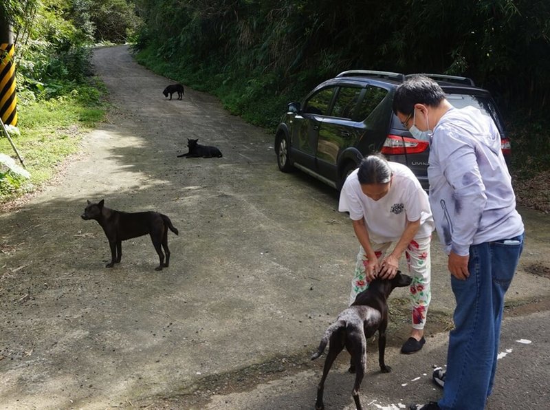 新北市政府動物保護防疫處表示，為減少遊蕩犬數量，10月起展開分區清查，首先清查東北角瑞芳區、平溪區、雙溪區及貢寮區，並逐年分區擴展到其他區域。（動保處提供）中央社記者王鴻國傳真  113年12月23日