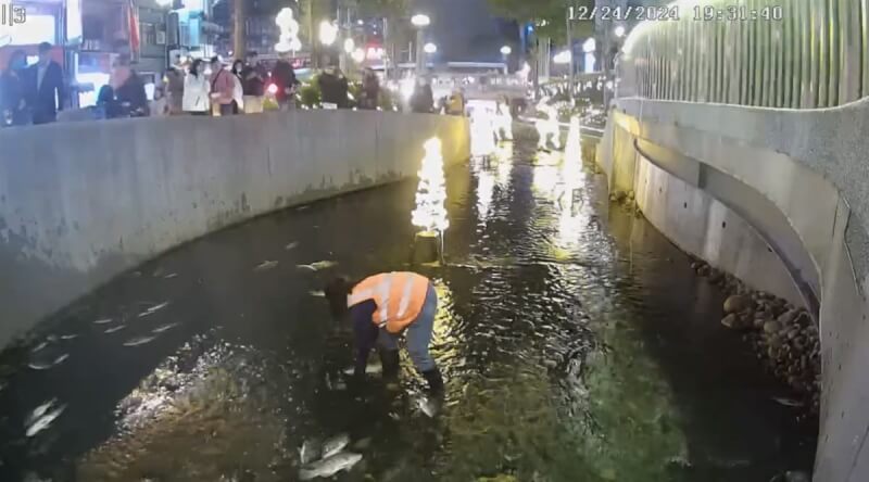 台中耶誕嘉年華在綠川等地舉辦，有民眾24日發現在位於綠川的燈區漂浮許多死魚，市府立即派員到場清理。（台中市政府提供）中央社記者蘇木春傳真 113年12月25日