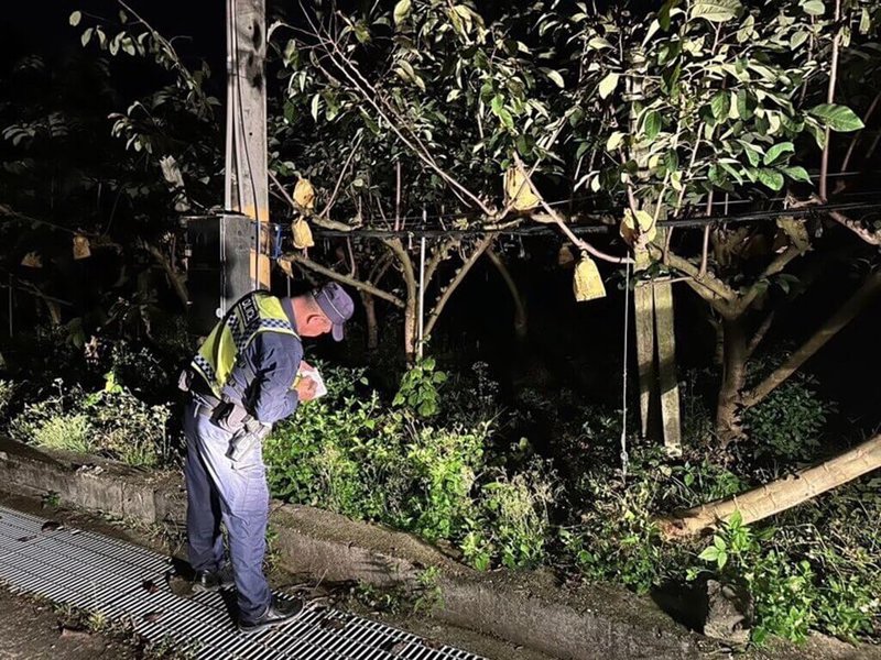 台東大目種釋迦陸續上市，價格不錯，引起小偷覬覦。台東警方表示，已成立「護果專案」加強巡視果園。（警方提供）中央社記者盧太城台東傳真  113年12月27日