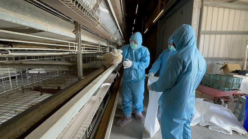 彰化縣芳苑鄉1蛋雞場27日確診新型H5N1亞型高病原性禽流感病毒，動物防疫所人員28日完成撲殺清場及消毒。（彰化縣政府提供）中央社記者鄭維真傳真  113年12月29日