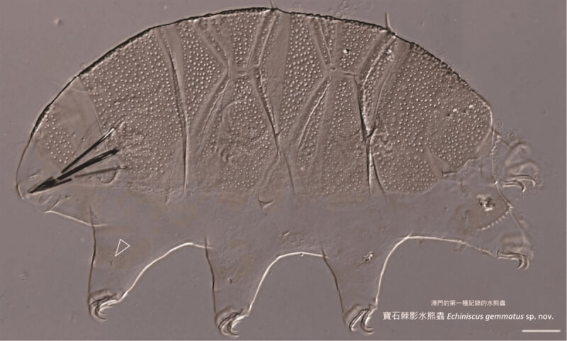 來自澳門的台師大碩士班學生梁頴儀發現新的水熊蟲物種，中文名「寶石棘影熊蟲」，也是澳門首次記錄的水熊蟲物種。（台師大提供）中央社記者許秩維傳真 114年1月1日