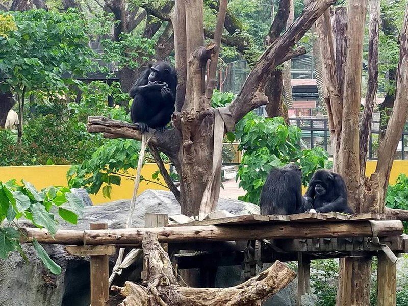 高雄市觀光局表示，1日上午1隻野生台灣獼猴誤闖壽山動物園黑猩猩展場，因黑猩猩具有領域性及群體打獵的天性本能，這隻獼猴遭群體攻擊死亡。（高雄市觀光局提供）中央社記者蔡孟妤傳真 114年1月2日