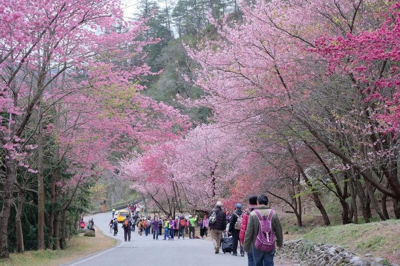 櫻花季即將到來，每年武陵農場櫻花盛開，都會吸引大批旅客上山賞櫻。（雄獅旅遊提供）中央社記者余曉涵傳真  114年1月2日