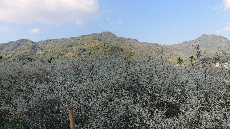 台中市新社區福興里梅花盛開，雪白梅花綻放枝頭，市府觀光旅遊局預估花期將持續至1月下旬。（市府提供）中央社記者趙麗妍傳真  114年1月2日