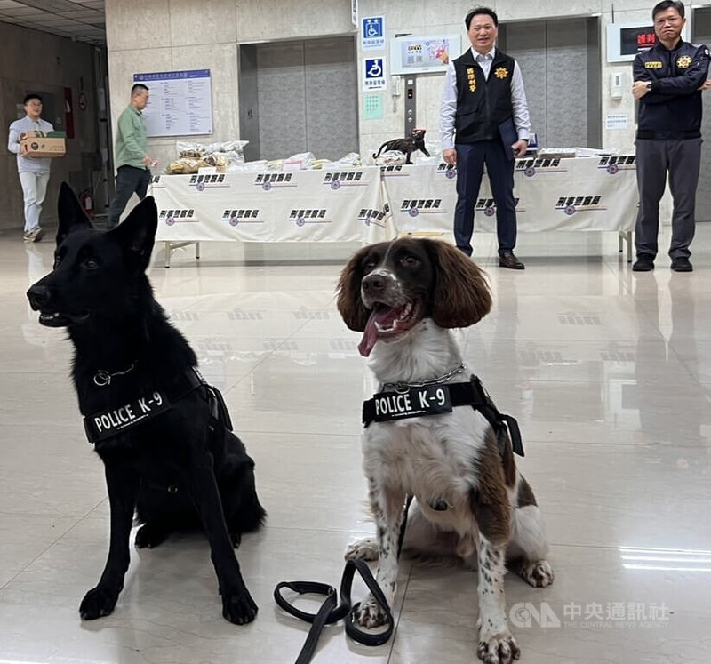 刑事局掌握情資發現楊姓男子為首販毒集團將高雄市大寮區某回收廠當據點，利用雜物多等作為掩護，日前循線逮捕楊男等8人到案，並透過2隻緝毒犬協助搜出毒品。左為3歲德國狼犬羅亞、右為3歲史賓格獵犬沃克。中央社記者劉建邦攝  114年1月3日