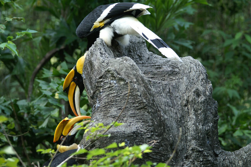 台北市立動物園7日表示，自泰國來台逾23年的雌性雙角犀鳥「白目」因嚴重體腔發炎不治死亡，動物園將密切關注牠的雄性伴侶「紅目」的健康狀況。圖為「紅目」、「白目」彼此互動良好，會互相餵食。（台北市立動物園提供）中央社記者陳昱婷傳真  114年1月7日