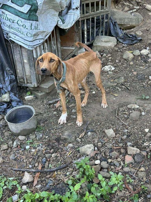 有網友日前在屏東縣獅子鄉發現犬隻不當飼養，沒食物也沒水，已骨瘦如柴，屏東縣生命奇蹟護生協會前往救援。（屏東縣生命奇蹟護生協會提供）中央社記者黃郁菁傳真  114年1月7日