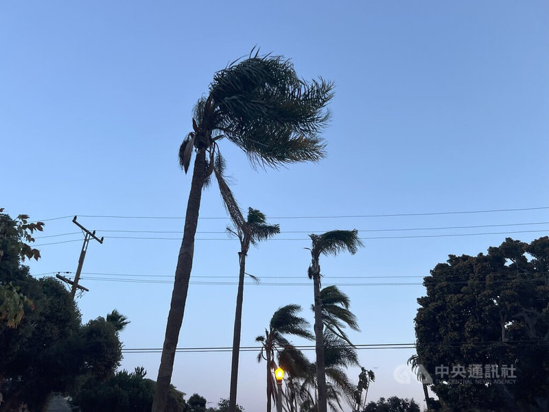 美國國家氣象局7日對洛杉磯地區發出強風警報,圖為街上的棕櫚樹被強風吹彎。中央社記者林宏翰洛杉磯攝 114年1月8日