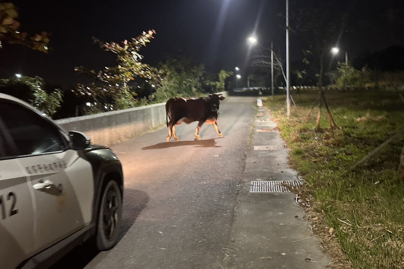 台南市政府警察局第三分局安南派出所7日晚間獲報，指安南區海中街有隻牛正於路上行走，員警到場將牛帶往路旁，並通知飼主李姓男子領回。（讀者提供）中央社記者楊思瑞台南傳真  114年1月8日