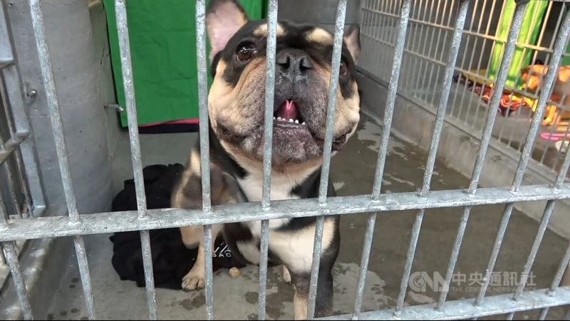 美國加州洛杉磯發生野火災情,動物救援組織「巴沙迪納人道協會」(Pasadena Humane)提供災民寄養寵物。中央社記者林宏翰洛杉磯攝 114年1月9日